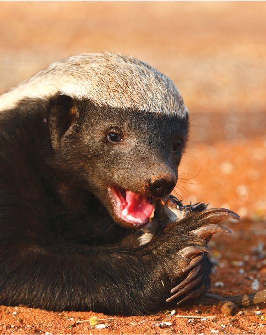 Honey badger — loài lửng mật