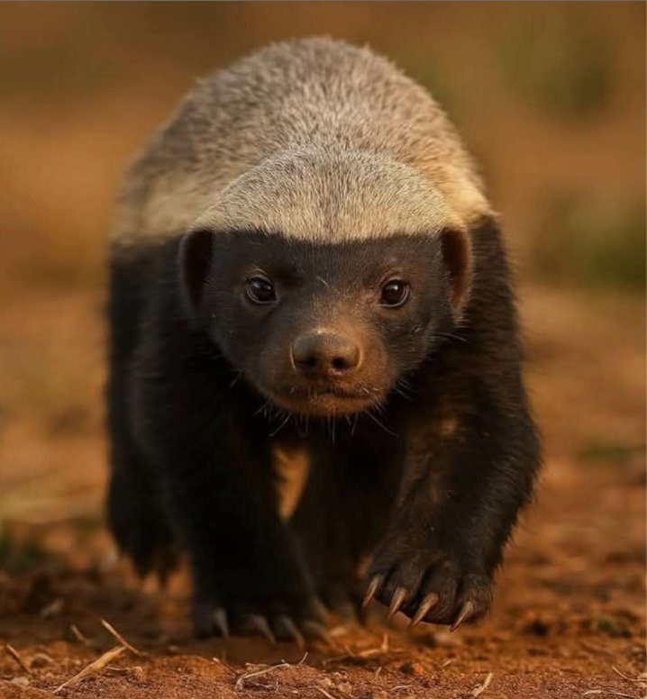 Honey badger